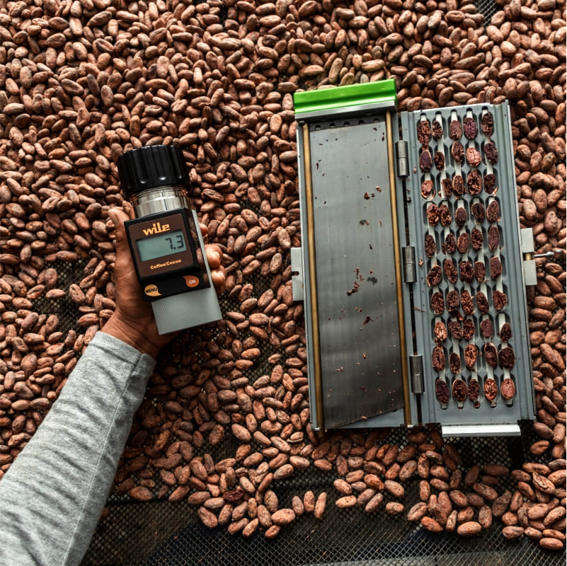 cacao fino